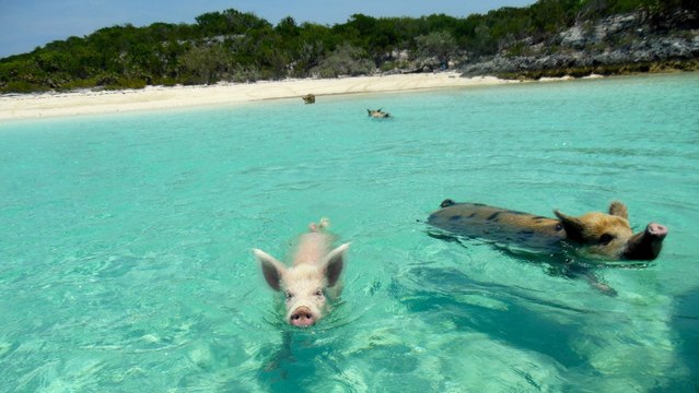 Aux Bahamas, vous pouvez nager avec les cochons !