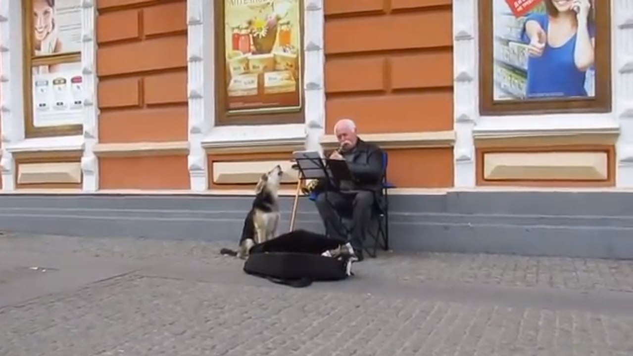 Ukraine : L'émouvant spectacle d'un chien mélomane et d'un joueur de saxophone en pleine rue