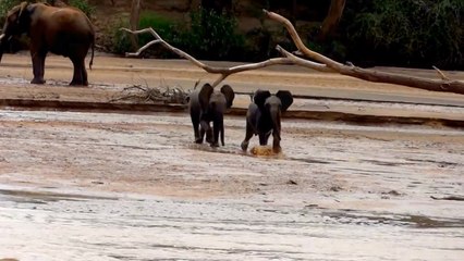 Ces deux bébés éléphants sont prêts à tout rejoindre leur mère