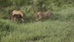 Afrique du sud : Un lion protège un bébé gnou de l'attaque d'un autre lion