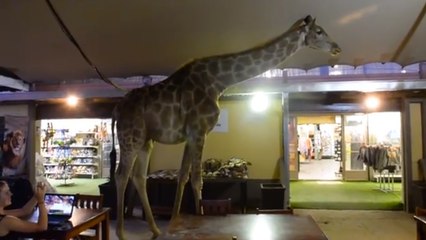 Afrique du Sud : Cette girafe s'est incrustée dans un restaurant !