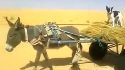 Un âne sympa conduit un chien fainéant dans le désert