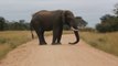 Des touristes échappent à une attaque d'éléphant