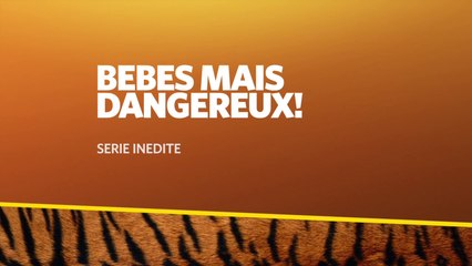 Bébés mais dangereux