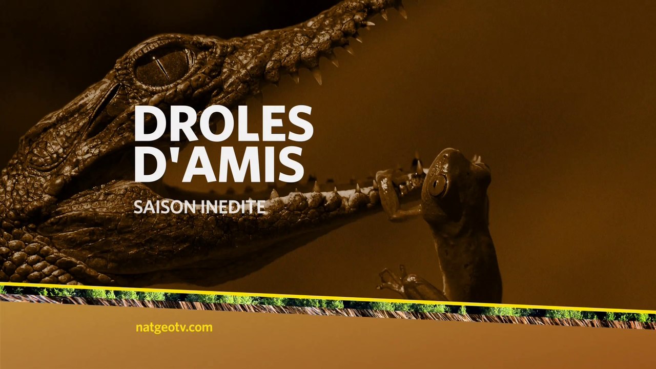 Drôles d'amis