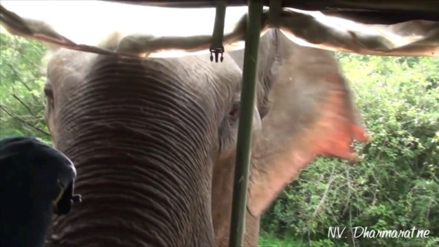 Cet éléphant tente de s'incruster dans une Jeep de touristes !