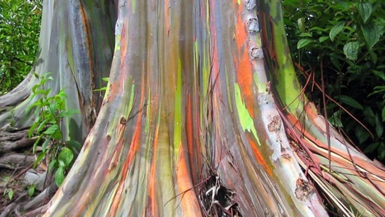 Ces arbres ne sont pas comme les autres