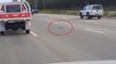 Un pigeon fait la course avec des voitures sur une route en Australie