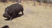 Un hippopotame charge violemment une voiture de touristes