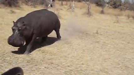 Un hippopotame charge violemment une voiture de touristes