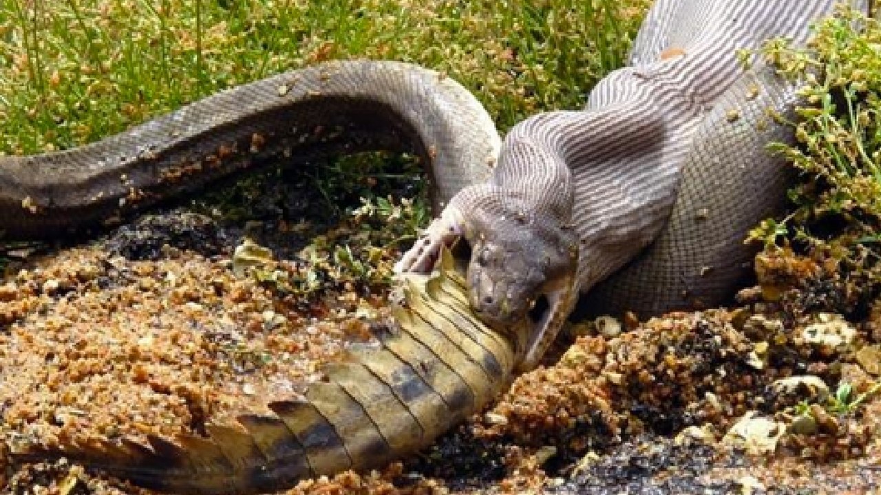 Un python engloutit entièrement un crocodile