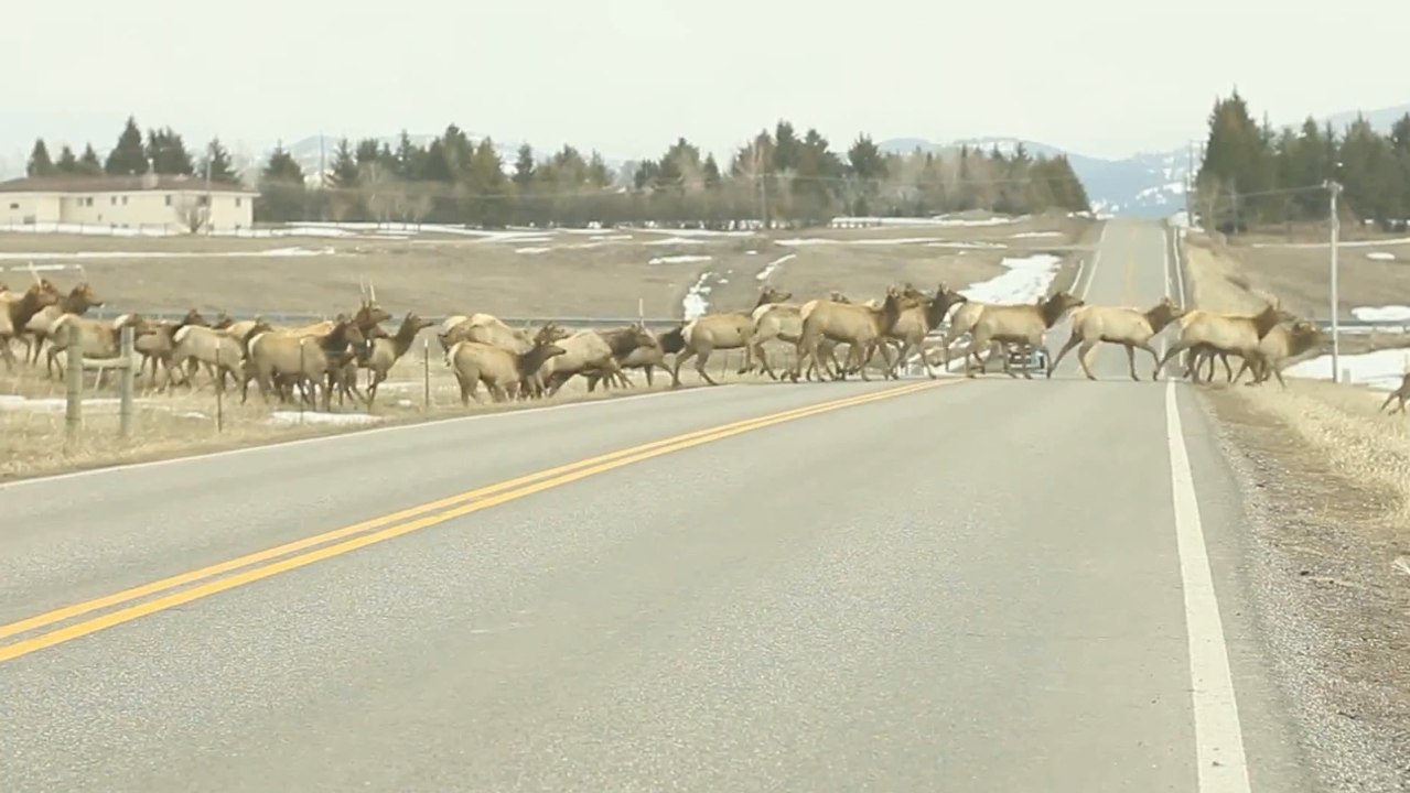 Des dizaines de wapitis traversent une route juste devant les voitures