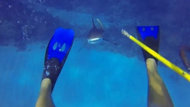 Un plongeur se fait attaquer par un requin