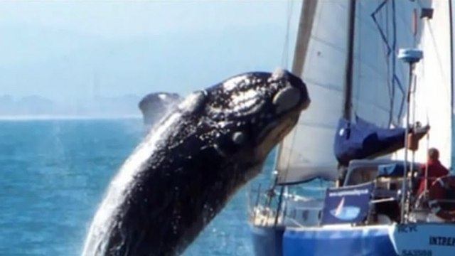 Une baleine saute sur un voilier et le retourne