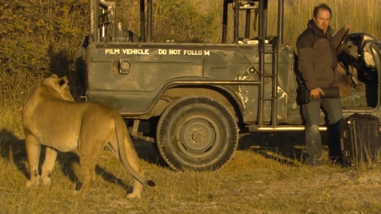 Face à un lion, ce caméraman a eu la peur de sa vie !