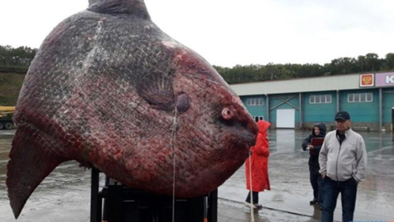 Un poisson-lune de 1,2 tonne pêché en Russie
