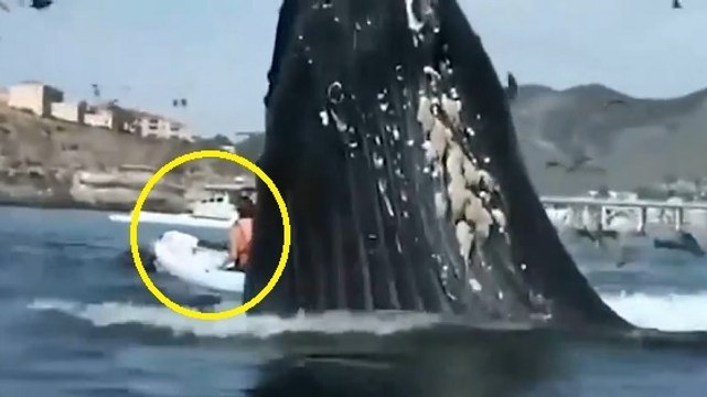 Une énorme baleine jaillit près de deux kayakistes
