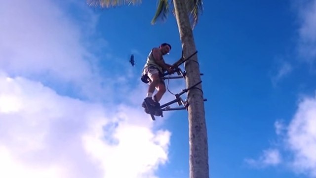 Brésil : Comment monter un cocotier sans trop se fatiguer ?