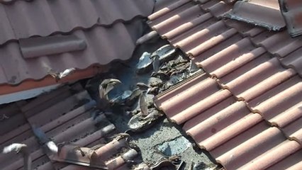 Miami : Des centaines de chauves-souris découvertes sous le toit d'une maison