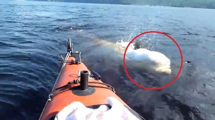 Des kayakistes poursuivis par des bélugas au Québec