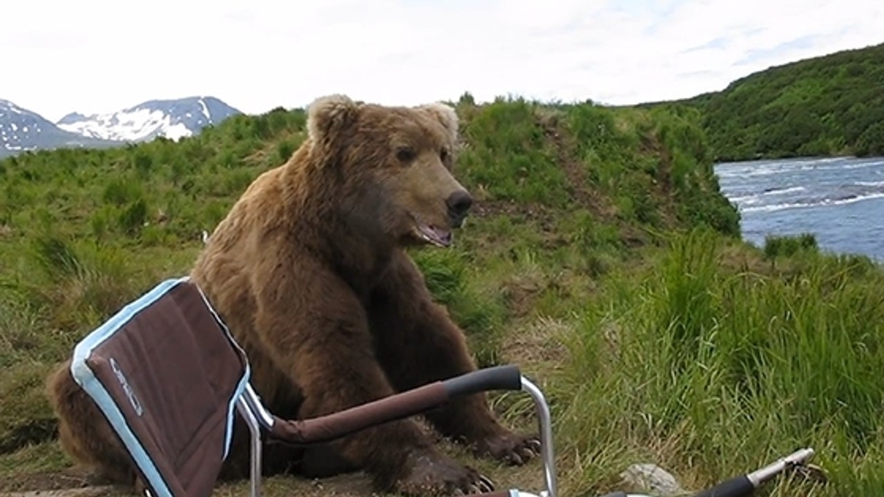 Alaska : un ours brun rend visite à un campeur