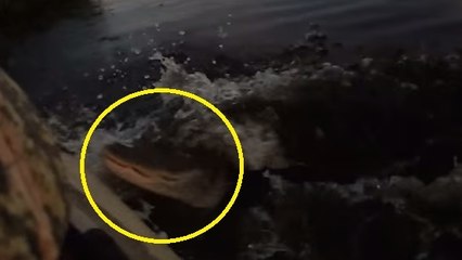Un kayakiste se fait attaquer par un alligator en Floride