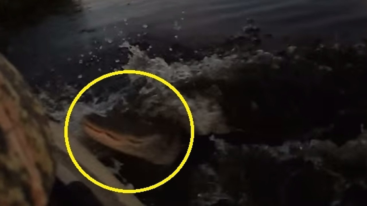 Un kayakiste se fait attaquer par un alligator en Floride