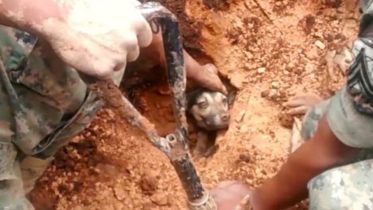 Guatemala : Un chien enterré vivant est sauvé par des militaires