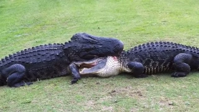 Etats-Unis : il filme deux alligators en plein combat sur un terrain de golf