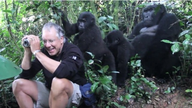 Quand un touriste se fait encercler par des gorilles en Ouganda
