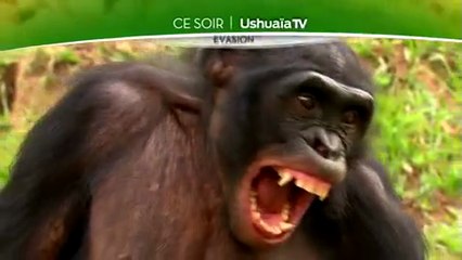 Retour vers la planète des singes - Ushuaïa nature - 06 04 17