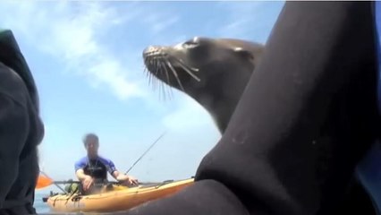 Un lion de mer attaque des kayakistes