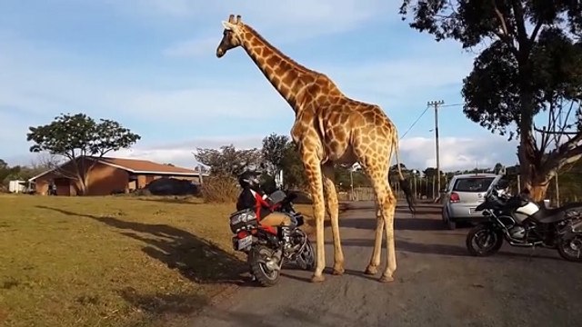 Une girafe tente de chevaucher la moto d'un homme en Afrique du sud