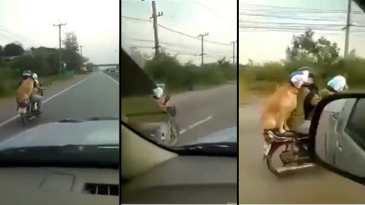 Thaïlande : ce motard transporte avec lui des passagers étonnants