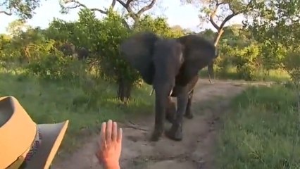 Quand un éléphant charge la voiture de touristes en Afrique du Sud