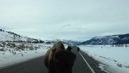 Des bisons foncent dans la voiture de touristes dans le parc Yellowstone