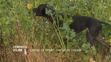 Chiens de sport, chiens de chasse