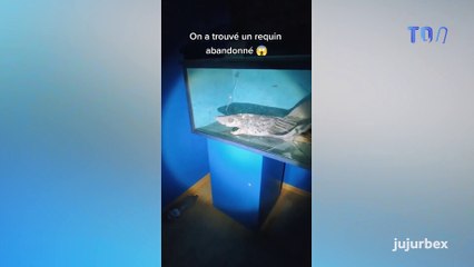 Un requin en décomposition et d’autres animaux momifiés découverts dans un aquarium abandonné en Espagne