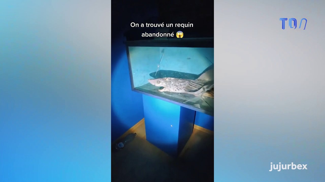 Un requin en décomposition et d’autres animaux momifiés découverts dans un aquarium abandonné en Espagne