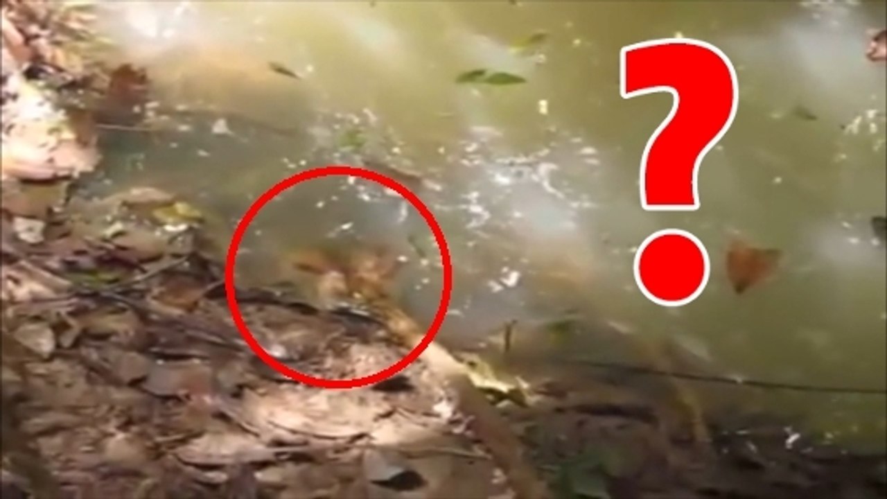 Amérique du sud : voilà pourquoi il ne faut jamais taquiner un anaconda