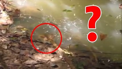 Amérique du sud : voilà pourquoi il ne faut jamais taquiner un anaconda