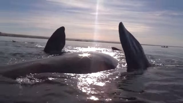 Des kayakistes se font soulever par une baleine en Argentine