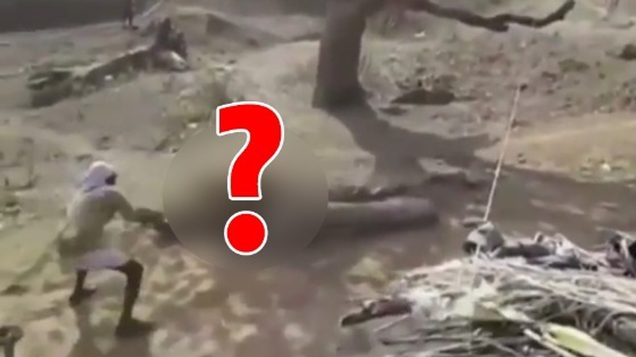 Cet animal a semé la panique dans un village indien
