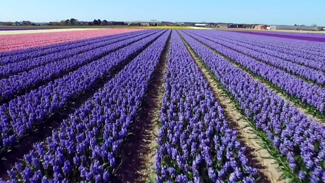 Un incroyable survol des champs de fleurs des Pays-Bas