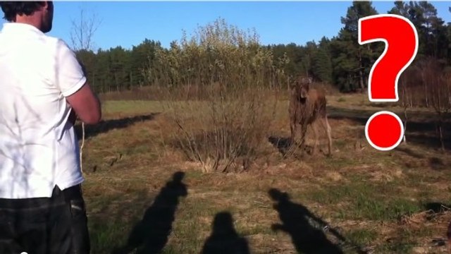 Comment réagir face à un élan qui vous fonce dessus ? Ce Suédois vous montre