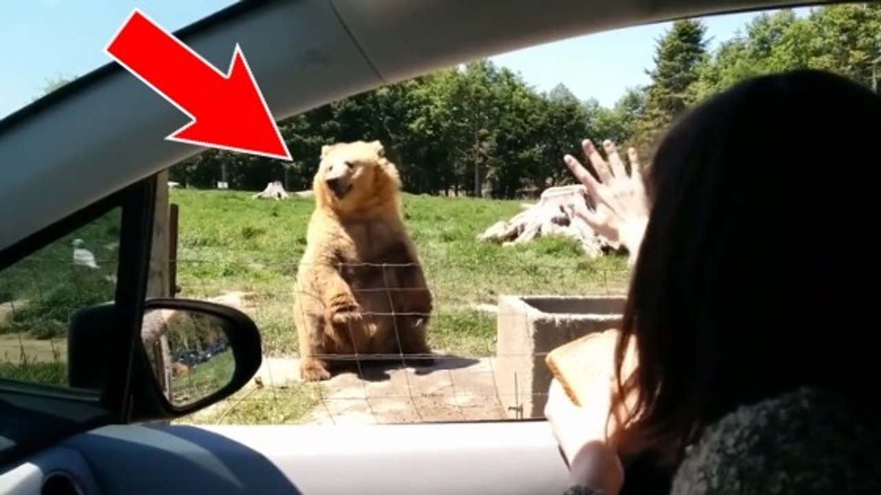 Etats-Unis : des touristes vivent une rencontre incroyable avec un ours