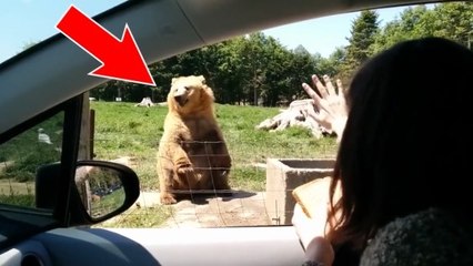 Etats-Unis : des touristes vivent une rencontre incroyable avec un ours