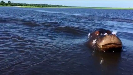 Quand un hippopotame prend en chasse un bateau de touristes au Botswana