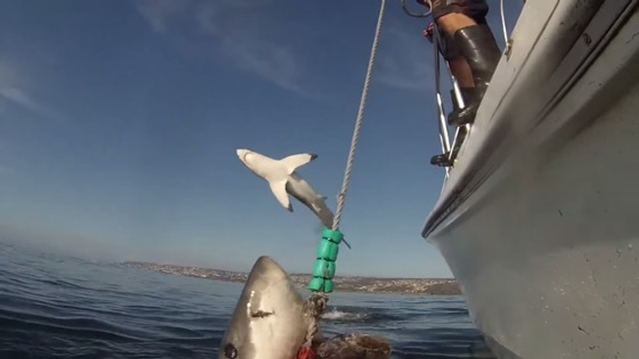 L'incroyable saut d'un requin au large des côtes d'Afrique du Sud