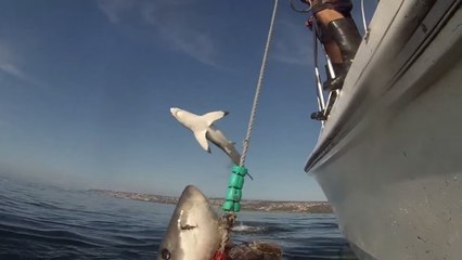 L'incroyable saut d'un requin au large des côtes d'Afrique du Sud